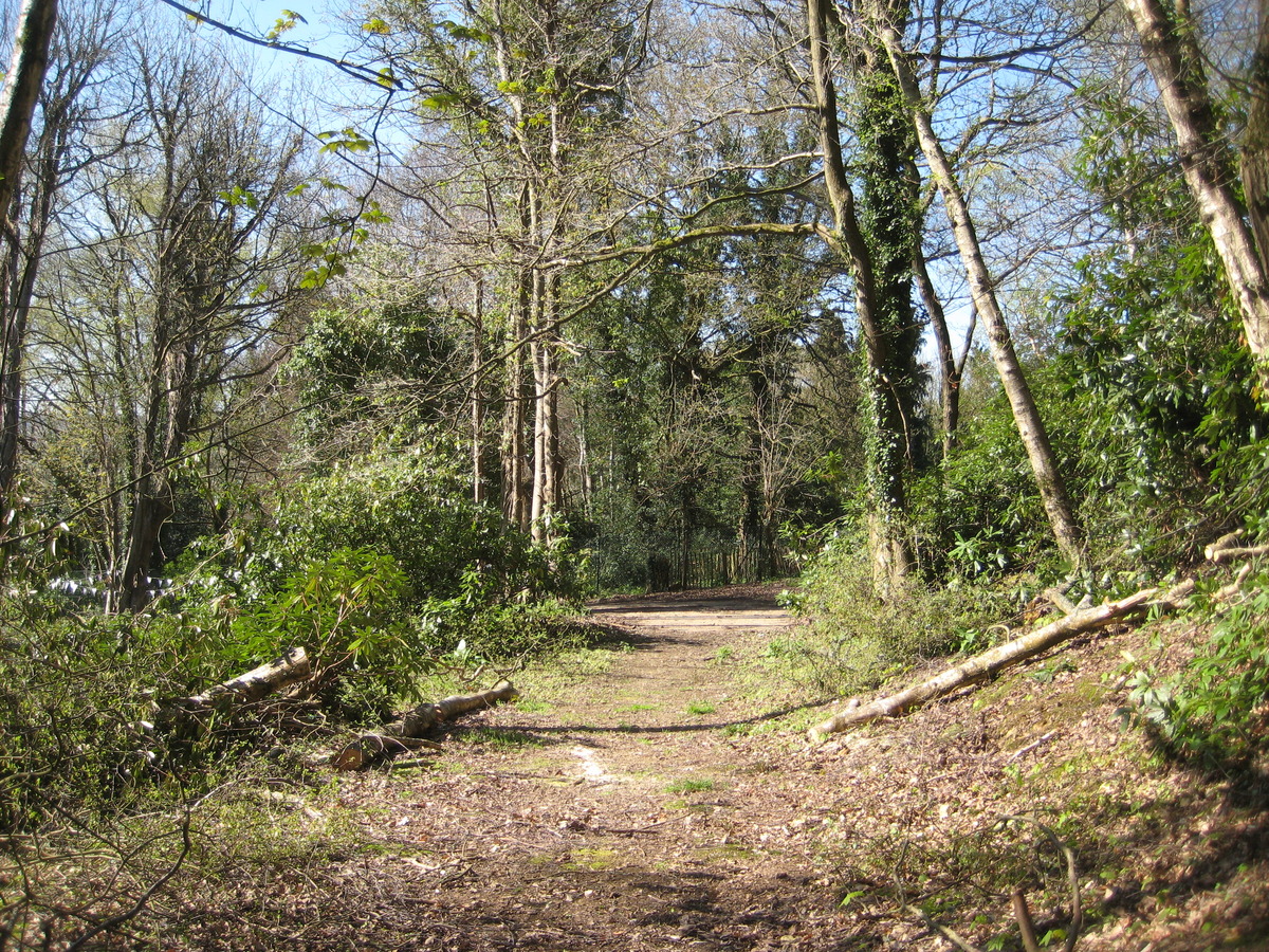 fallen tree cut up by David, 10 April